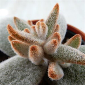 A hmJRG eώ ZsA A JRG 6cm|bg