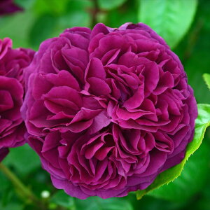 \̔ oc oc fo[ AS[ o^i lG炫 KN ΂   hao 2{ȍ~