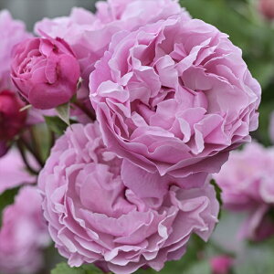 \̔ oc oc fo[ Tgm[ o^i lG炫 KN ΂  sN hao 2{ȍ~