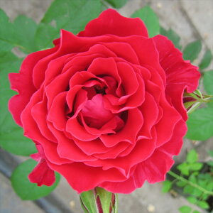 \̔ oc oc ͖{o ~JG _i lG炫 KN ΂   hao 2{ȍ~