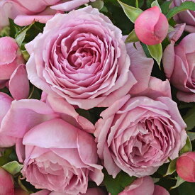 予約販売 バラ苗 バラ大苗 河本バラ園 シャルム 品種登録出願中 四季咲き 薔薇 ばら 送料無料 ピンク hao 2月中旬以降発送