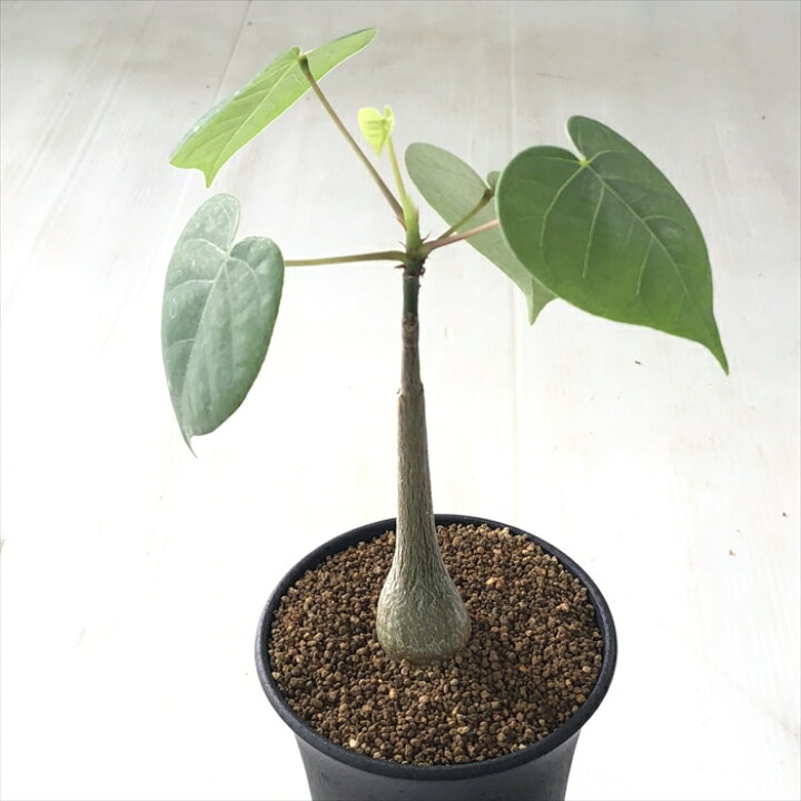 楽天市場】多肉植物 osプセウドボンバックス エリプチカム ボン 
