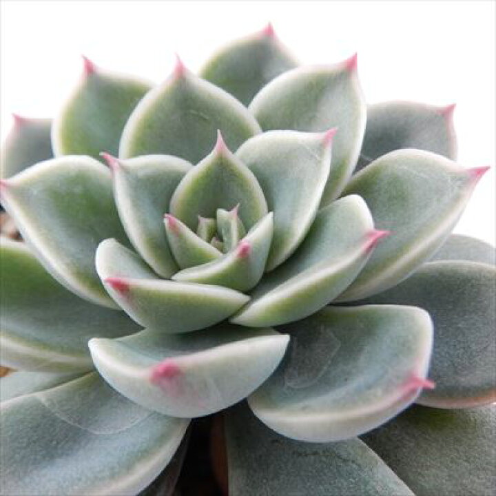 楽天市場】多肉植物 skエケベリア モーサン 多肉植物 エケベリア 7.5cm  