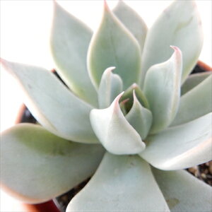 A hmGPxA NXs_[^ `J A GPxA 6cm|bg