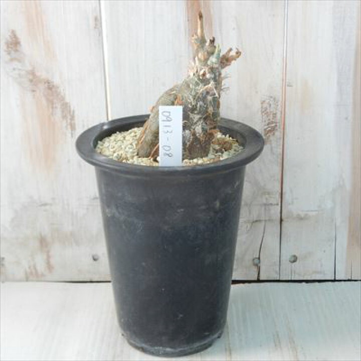 楽天市場】多肉植物 caケファロペンタンドラ エキローサ 現品販売 0913 
