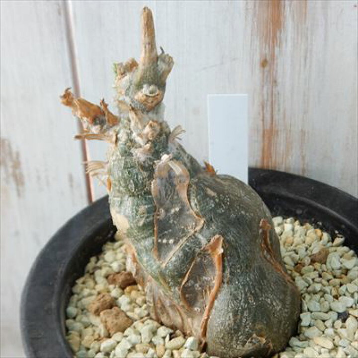 楽天市場】多肉植物 caケファロペンタンドラ エキローサ 現品販売 0913 
