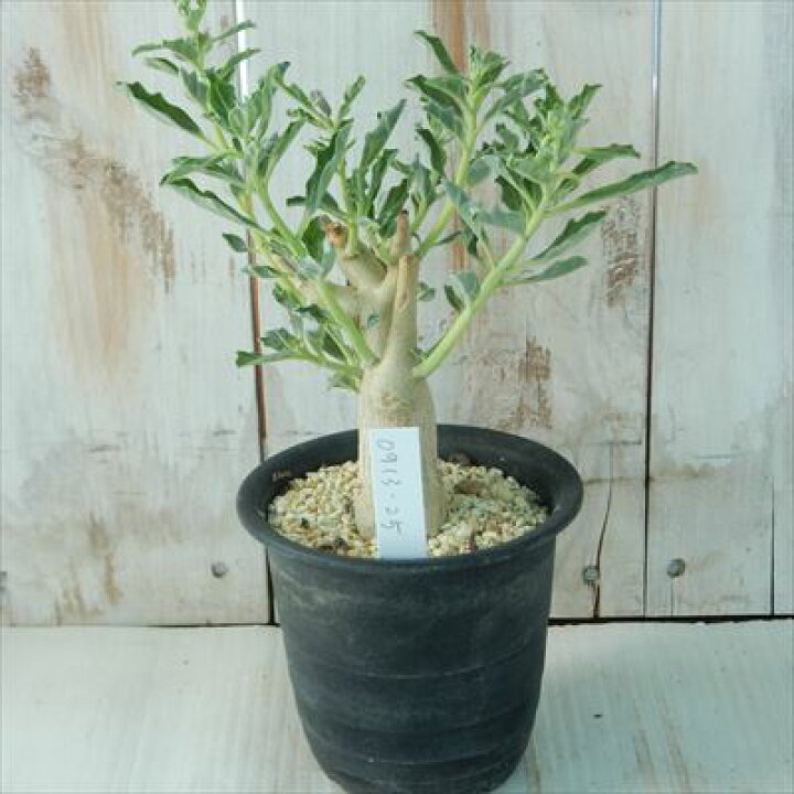 楽天市場】多肉植物 caプテロディスクス マカチニエンシス Pterodiscus  