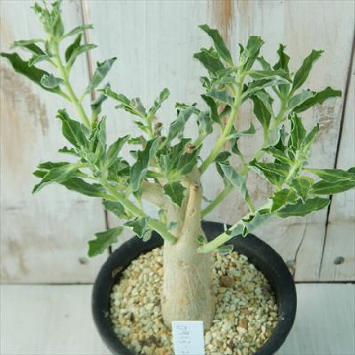 楽天市場】多肉植物 caプテロディスクス マカチニエンシス Pterodiscus  