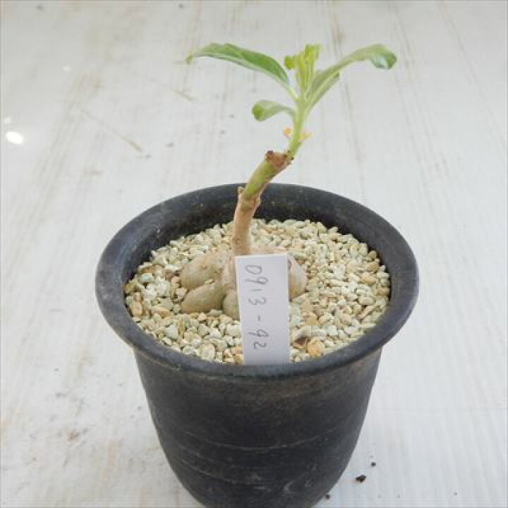 楽天市場】多肉植物 caプテロディスクス スペシオーサス 古城 