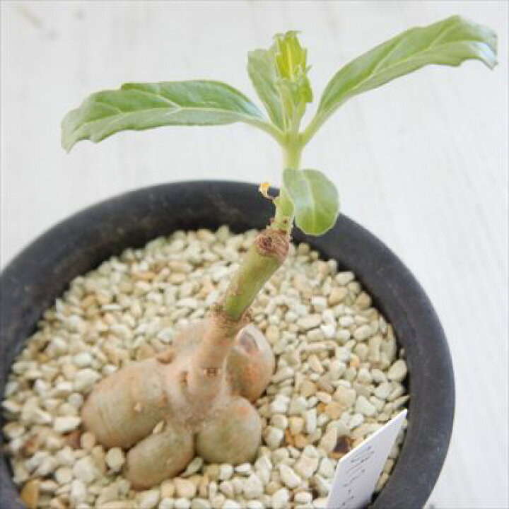 楽天市場】多肉植物 caプテロディスクス スペシオーサス 古城 