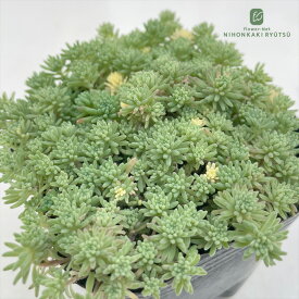 多肉植物 seセダム クリームソーダ （斑入りパリダム）多肉植物 セダム 9cmポット
