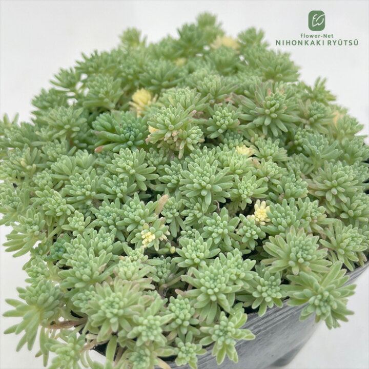 楽天市場】多肉植物 seセダム クリームソーダ （斑入りパリダム）多肉 