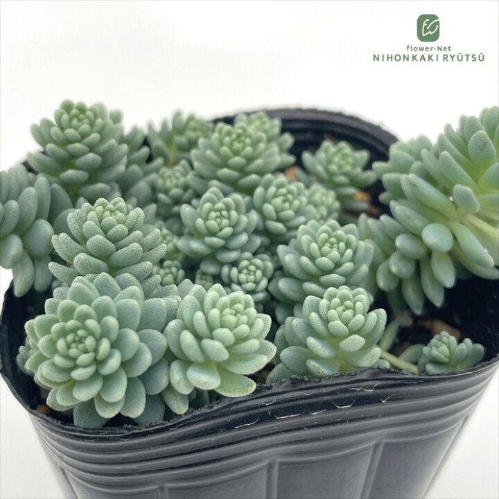楽天市場】多肉植物 seセダム マジョール 多肉植物 セダム 7.5cmポット 