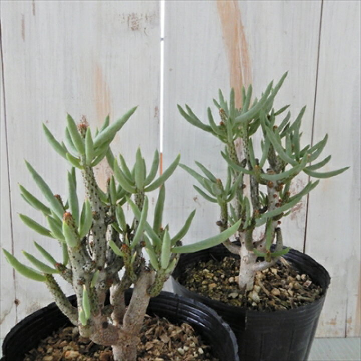 楽天市場】多肉植物 caチレコドン ブッコルジアヌス 多肉植物 