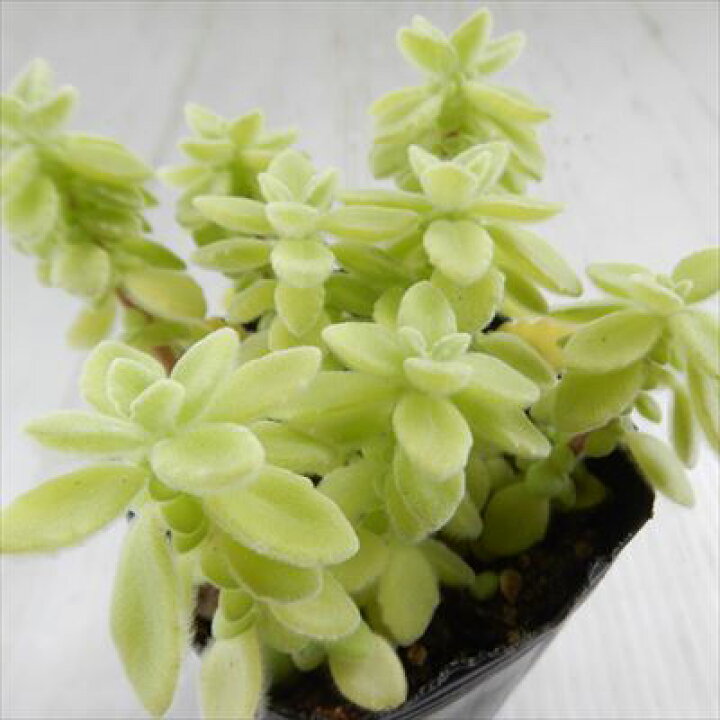 楽天市場 多肉植物 プレクトランサス アロマティカス パステルミント 多肉植物 7 5cmポット フラワーネット 日本花キ流通 楽天市場 多肉植物 プレクトランサス アロマティカス パステルミント 多肉植物 7 5cmポット フラワーネット 日本花キ流通