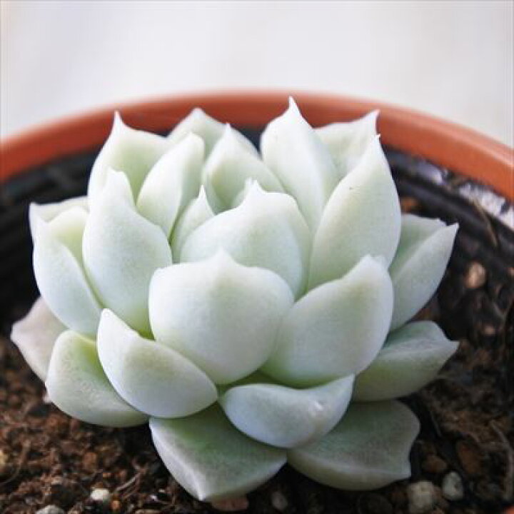 楽天市場 多肉植物 Hmエケベリア アルバ 多肉植物 エケベリア 6cmポット フラワーネット 日本花キ流通