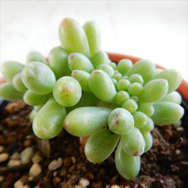 多肉植物 hmセダム都踊り 乙女心石化 多肉植物 セダム6cmポット