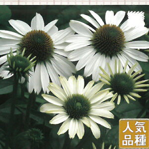 苗 エキナセア 農業資材 ガーデニング用品の人気商品 通販 価格比較 価格 Com