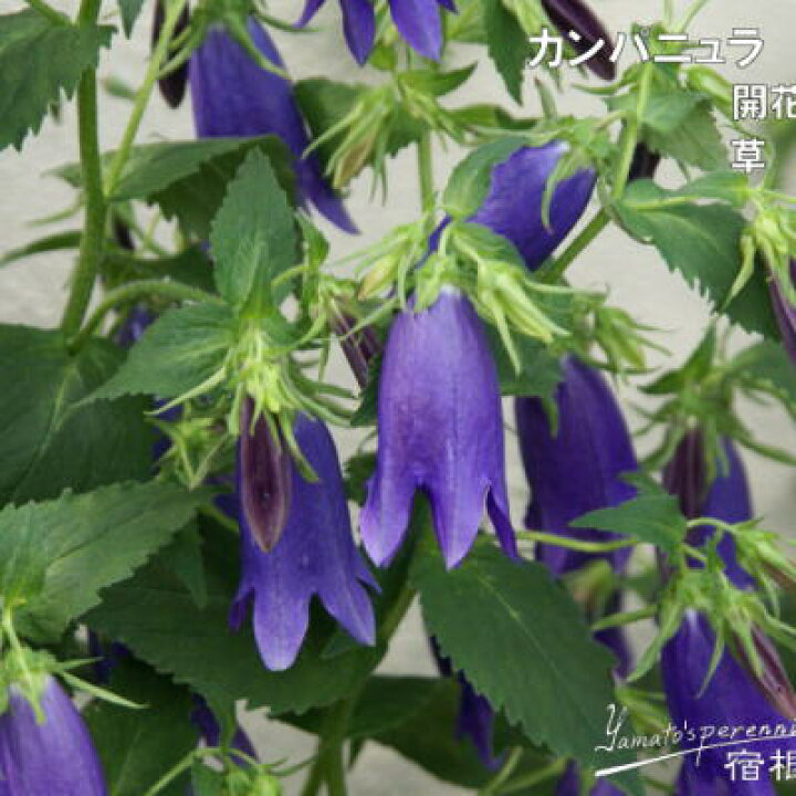 楽天市場 予約販売 宿根草の咲く庭 カンパニュラ サラストロ 宿根草苗 9cmロングポット ガーデニング 多年草 ホタルブクロ 3月下旬以降発送 フラワーネット 日本花キ流通