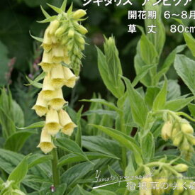 楽天市場 ジギタリス 花の通販