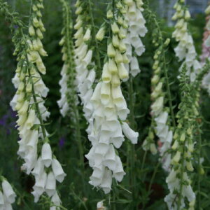 h̍炭 WM^X c Xm[Vu 9cm|bg LclmeuN N K[fjO ԕc hc hys3