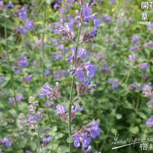 h̍炭 ly^ c VbNXqYWCAg 9cm|bg Lbg~g N K[fjO ԕc hc hys4