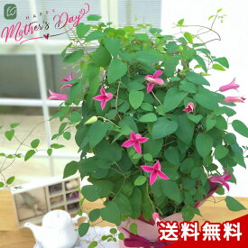 楽天市場 クレマチス 母の日 ダイアナの通販