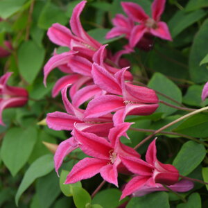 \̔ N}`X c vZX_CAi eLZVXn 2N [劔 ^ x^ 12cm|bg clm 11{ȍ~