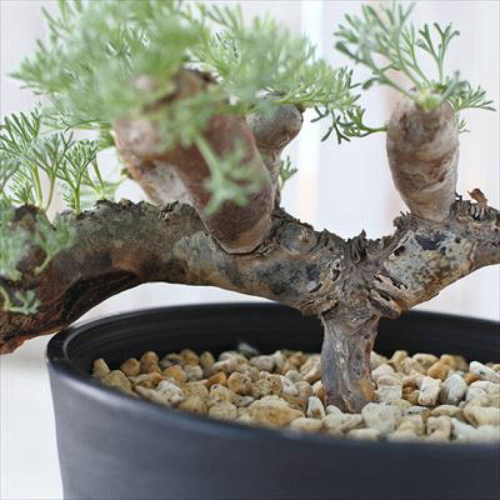 楽天市場】多肉植物 caサルコカウロン ムルチフィズム 1022-13 4号鉢 