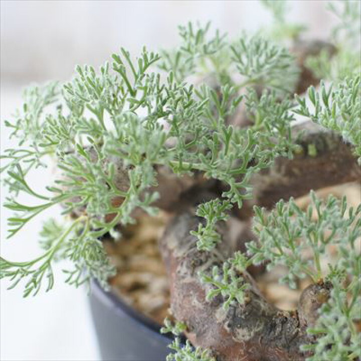 楽天市場】多肉植物 caサルコカウロン ムルチフィズム 1022-13 4号鉢 