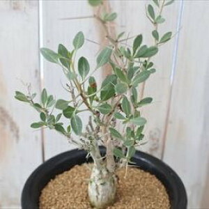 A catH[NCGA RiX ϕ J|EMN A R[fbNX 4