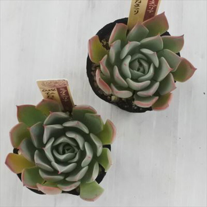 楽天市場】多肉植物 oriミックスベリア No.024 ひなまつり 多肉植物 お 