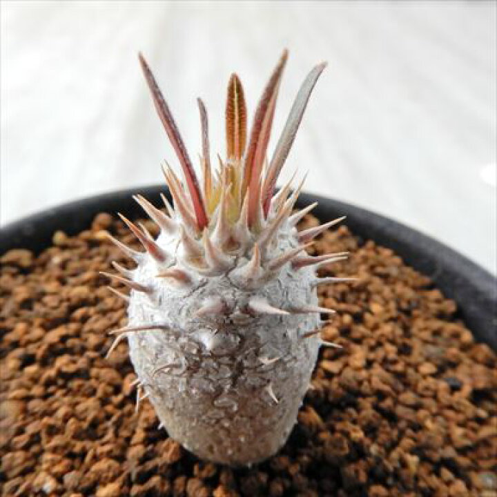 楽天市場】多肉植物 caパキポディウム イノピナーツム 多肉植物  