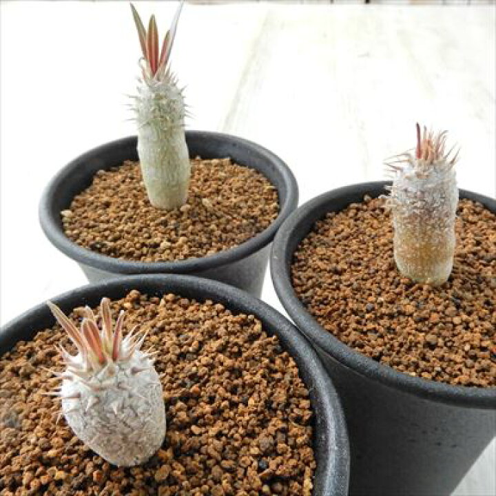 楽天市場】多肉植物 caパキポディウム イノピナーツム 多肉植物  