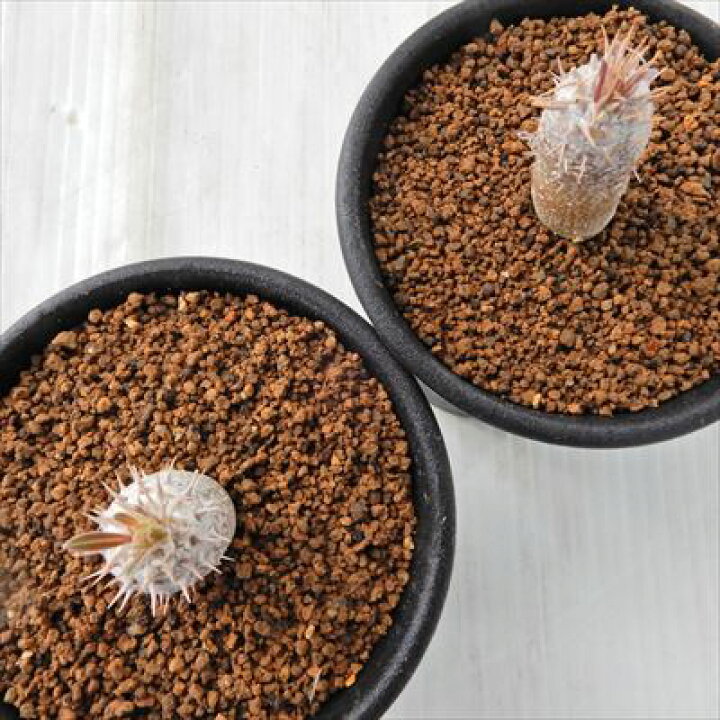 楽天市場】多肉植物 caパキポディウム イノピナーツム 多肉植物  