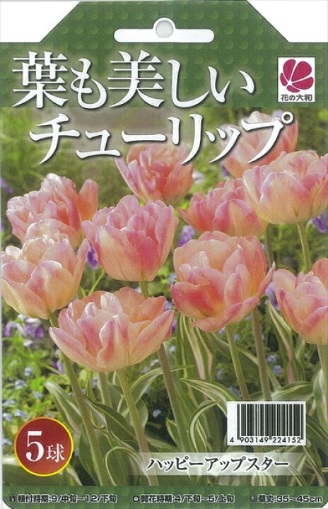 楽天市場 花の大和 球根 葉も美しいチューリップ ハッピーアップスター5球セット フラワーネット 日本花キ流通