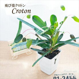 楽天市場 クロトン 種類 植物 クロトン 観葉植物 花 観葉植物 花 ガーデン Diyの通販