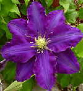 予約販売 クレマチス 苗 穂高 パテンス系 落合さんのクレマチス 2年生苗 10.5cmポット ochi 3月上旬以降発送