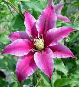 予約販売 クレマチス 苗 日向 パテンス系 落合さんのクレマチス 2年生苗 10.5cmポット ochi 3月上旬以降発送