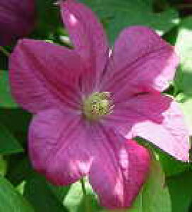 \̔ N}`X c }[SbgRX^[ r`Zn ̃N}`X 2Nc 10.5cm|bg ochi 3{ȍ~