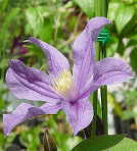 予約販売 クレマチス 苗 アラベラ インテグリフォリア系 落合さんのクレマチス 2年生苗 10.5cmポット ochi 3月上旬以降発送