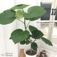 観葉植物 フィカス ウンベラータ 6号鉢 送料無料 観葉植物 室内 贈り物 プレゼント インテリア おしゃれ …