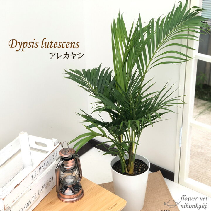 楽天市場 アレカヤシ 6号鉢 送料無料 観葉植物 苗 インテリア おしゃれ イエローバタフライ ヤシ フラワーネット 日本花キ流通