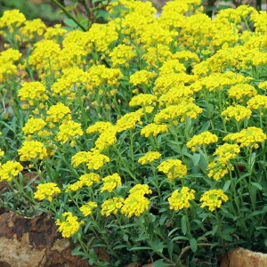 �\��̔� �h���A���b�T�� �c �����t�F�j�A�i�� 10.5cm�|�b�g ���N�� �K�[�f�j���O �ԕc �h�����c oom 3�����{�ȍ~����