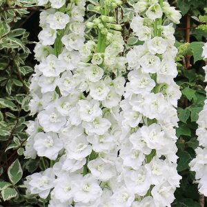 \̔ ftBj[ c Knbg 10.5cm|bg N K[fjO ԕc hc oom 11{ȍ~