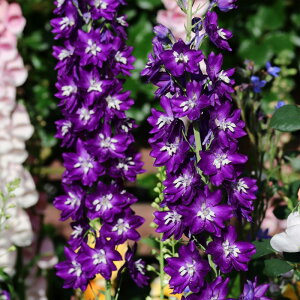 �\��̔� �f���t�B�j���[�� �c �u���b�N�i�C�g 10.5cm�|�b�g ���N�� �K�[�f�j���O �ԕc �h�����c oom 3�����{�ȍ~����