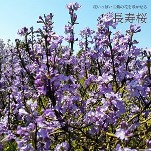 \̔  `EWUN 4 傤ゴ c Ԗ 3{ȍ~