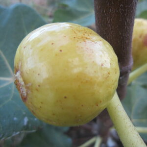 イチジク 苗の人気商品 通販 価格比較 価格 Com