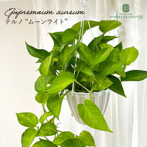 ϗtA |gX em No.024 [Cg 5 ݂蔫 ݂艺 nMO  ϗtA  蕨 v[g CeA 