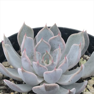 A skGPxA OC[T A GPxA 7.5cm|bg